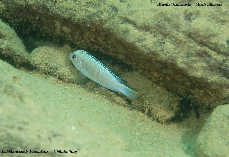 Labidochromis caeruleus 'Nkhata Bay'